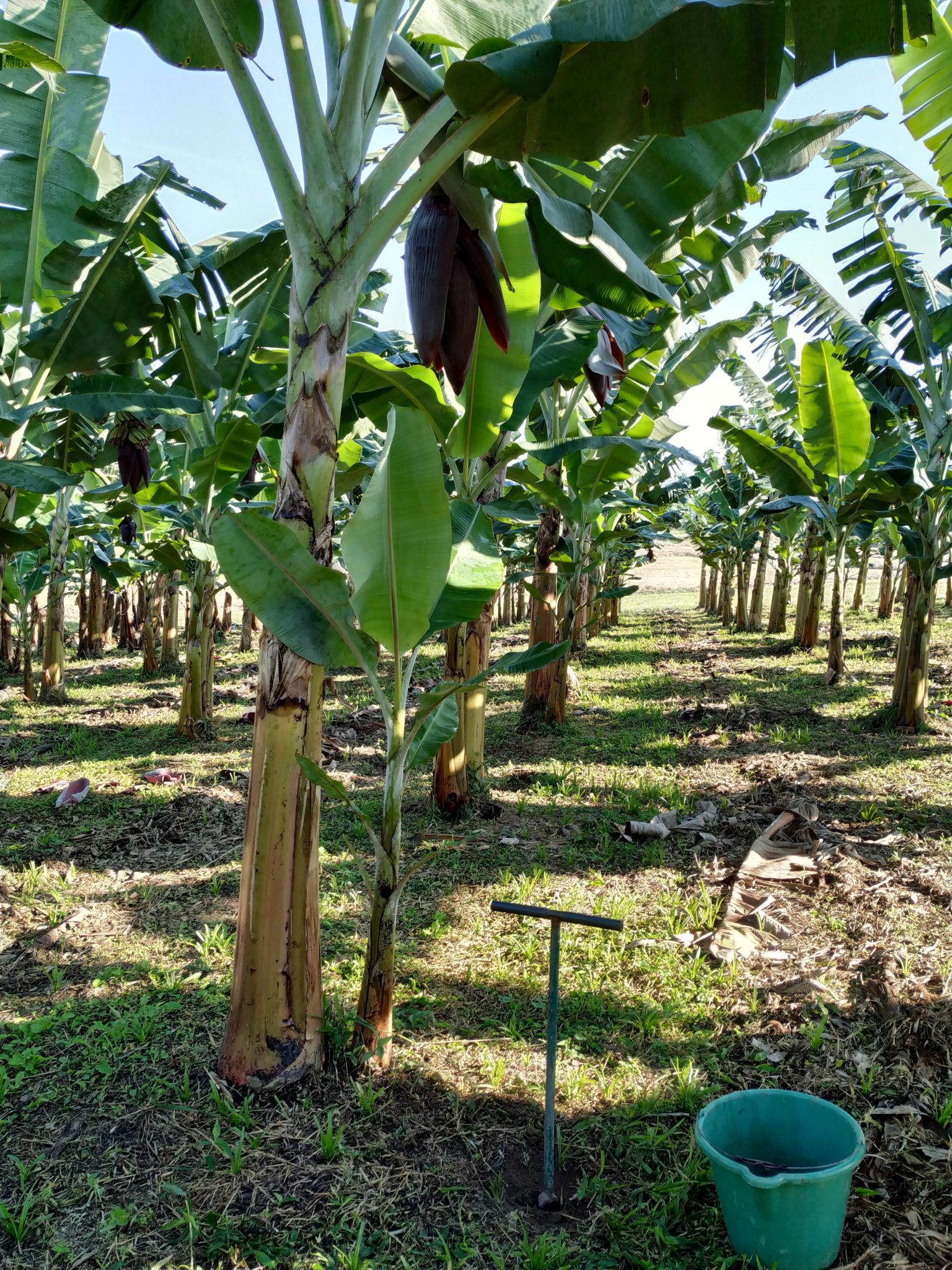 Banana crop nutrition insights into different nutrient sources and