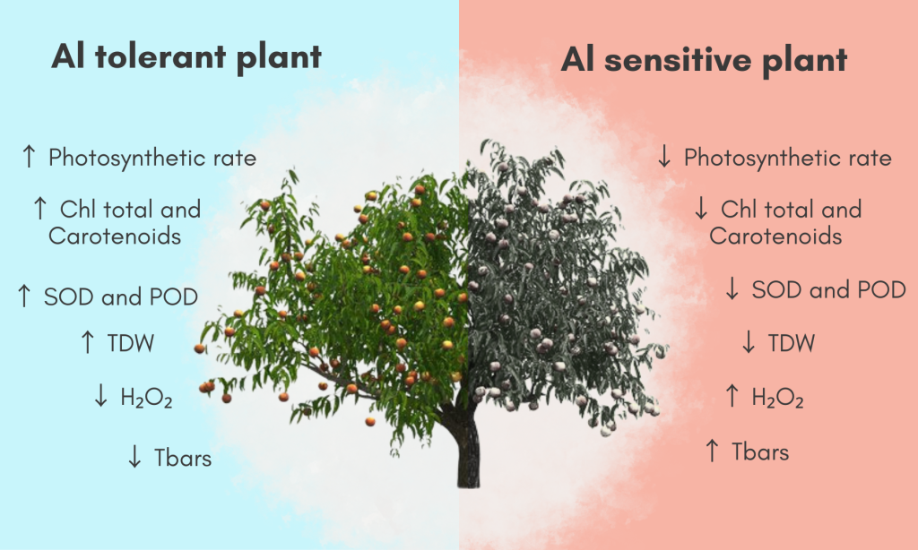 Visual Abstract