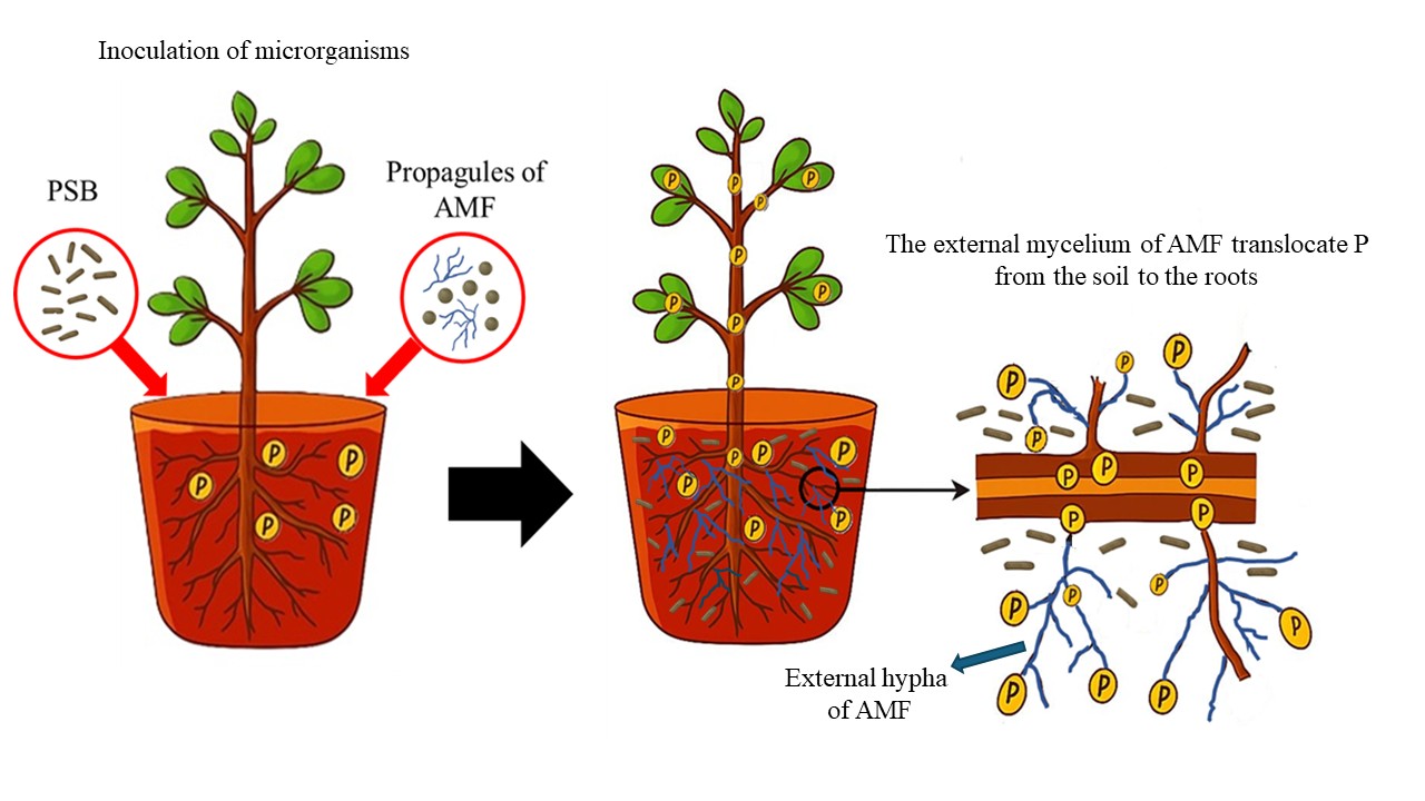 Visual Abstract